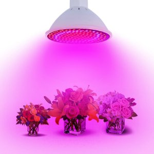 6 W - BASIC LED GROW žiarovka pre všetky rastliny, E27, SMD 2835, fialová